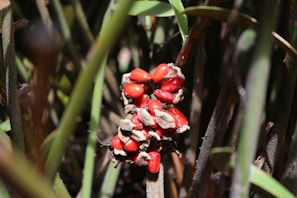 Bright red seeds are clustered together amidst dense, textured plant stems and leaves. The seeds are surrounded by a shell-like structure that appears to be breaking open, revealing the glossy surface of the seeds. The surrounding stems are in various shades of green and brown, creating a natural and earthy environment for the vibrant seeds.