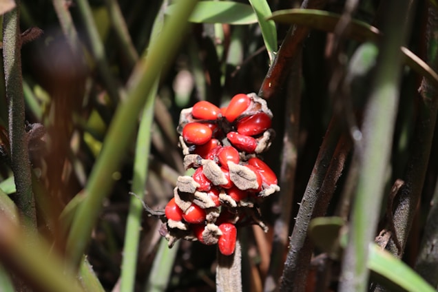 Bright red seeds are clustered together amidst dense, textured plant stems and leaves. The seeds are surrounded by a shell-like structure that appears to be breaking open, revealing the glossy surface of the seeds. The surrounding stems are in various shades of green and brown, creating a natural and earthy environment for the vibrant seeds.