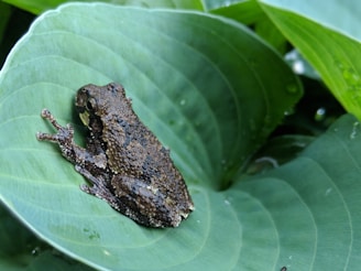 A small, dark brown frog with a bumpy texture rests on a large, vibrant green leaf. The leaf has visible veins and droplets of water, indicating a fresh or moist environment. The frog's limbs are splayed out, and its eye is prominent.