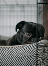 Photo of a calm dog resting inside a secure travel crate ready for transport.