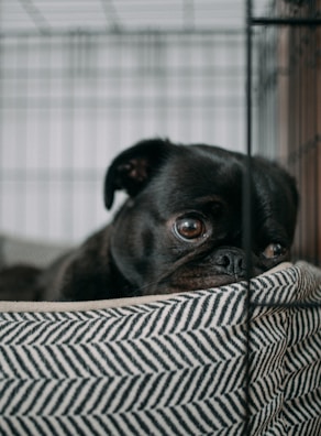 A sleek black dog crate with a happy golden retriever resting inside.