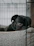 A happy dog resting comfortably inside a cozy travel crate, ready for a safe journey.
