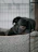 A happy dog resting comfortably inside a cozy travel crate, ready for a safe journey.