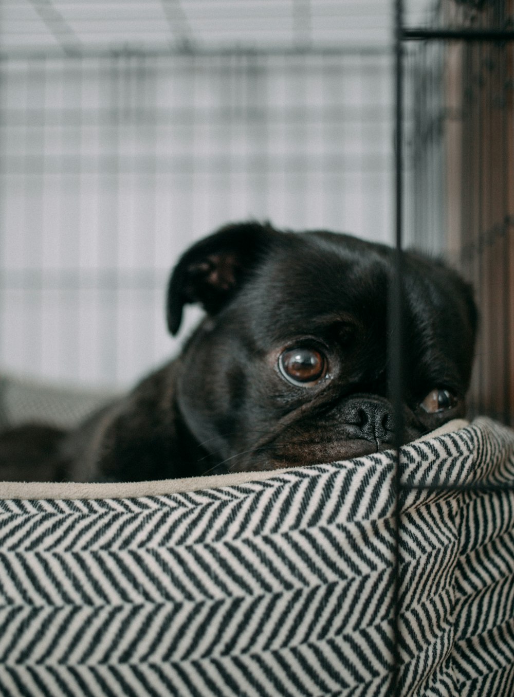 black English bulldog on bed