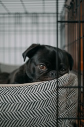 pug lying on pet bed