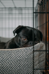 Ringwood pet care services
