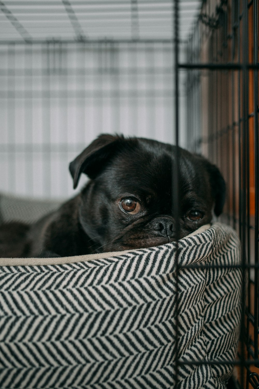 pug lying on pet bed