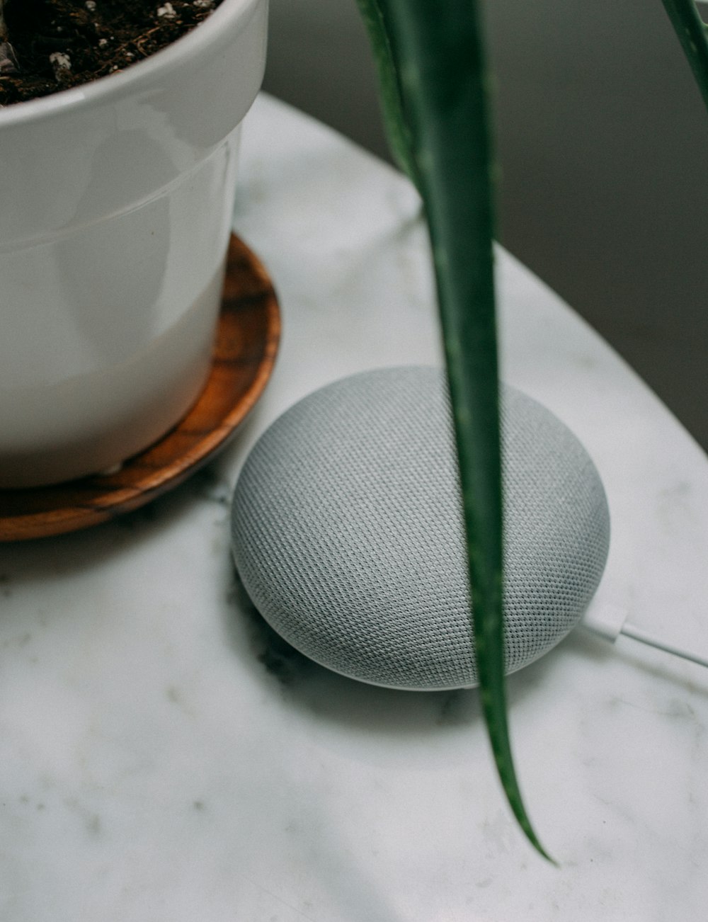 chalk Google Home Mini speaker near plant pot on white surface