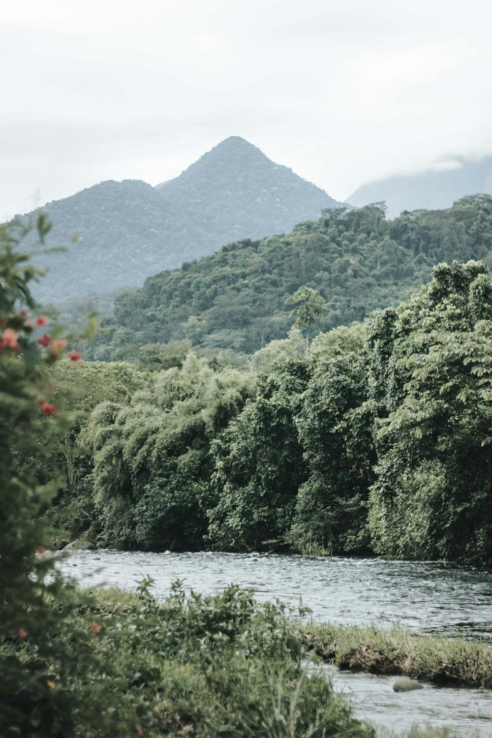 green trees in river at daytime