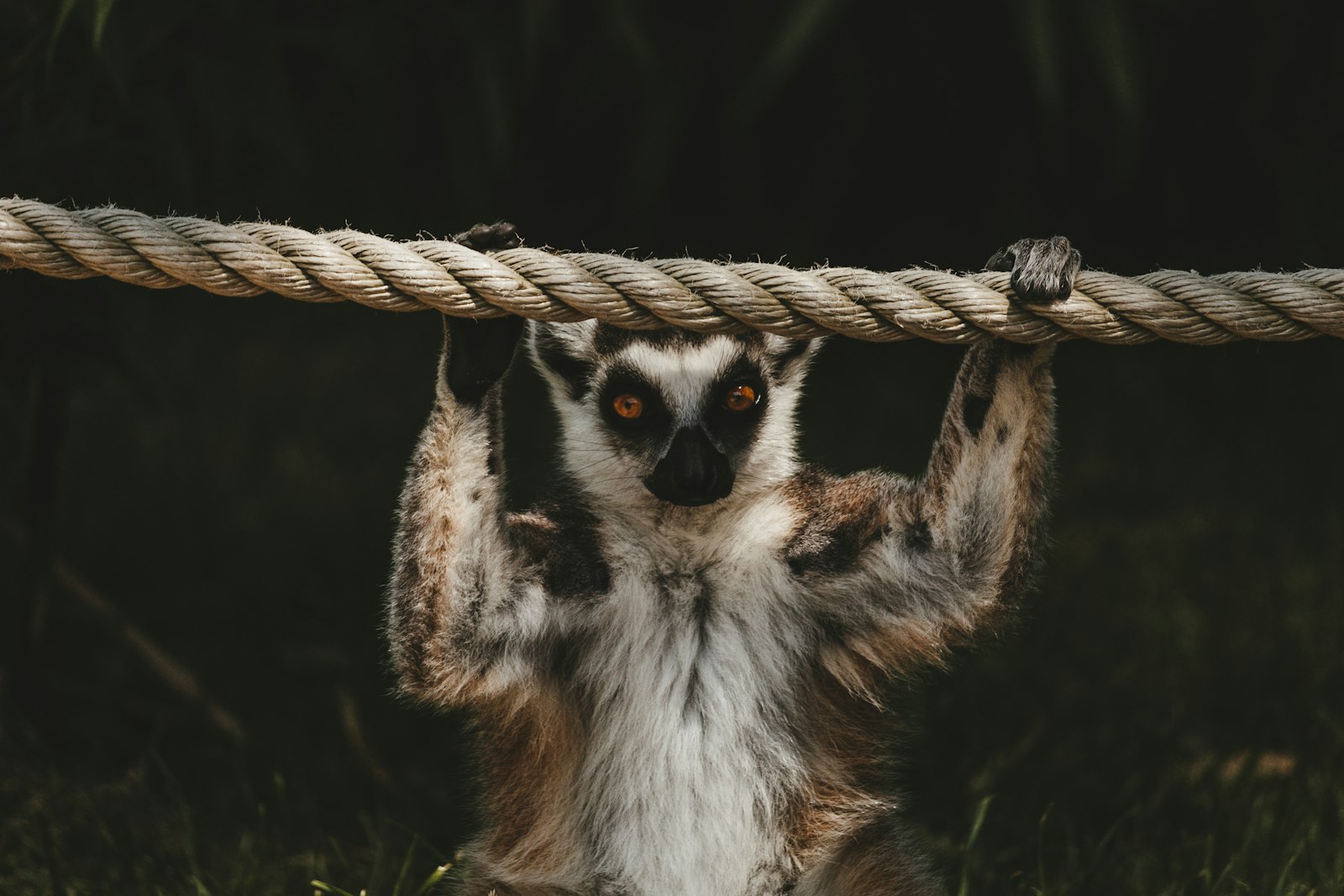 Canon EF-S 55-250mm F4-5.6 IS STM sample photo. Animal holding rope photography