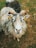 A close-up of a sheep with curly horns standing in a grassy field. The animal's fleece appears thick and curly, with patches of darker color visible behind. Small tags are present on its ears.