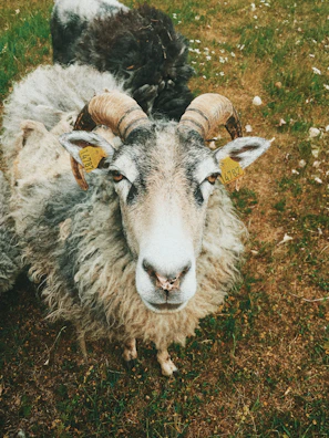 Close-up of a Karakul sheep with curly dark wool standing in a sunlit field.