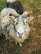 A close-up of a sheep with curly horns standing in a grassy field. The animal's fleece appears thick and curly, with patches of darker color visible behind. Small tags are present on its ears.