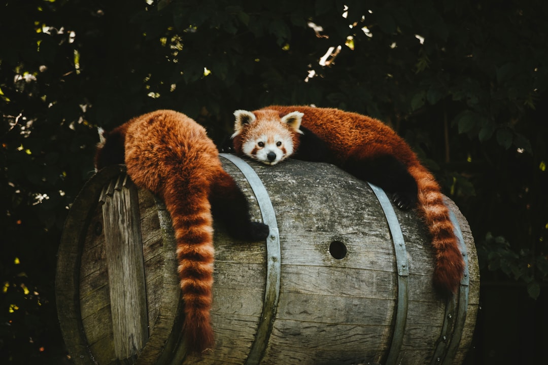 Wildlife photo spot Dierenrijk Beekse Bergen