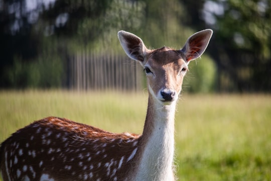 deer looking at the camera during daytime in Rotterdam Netherlands