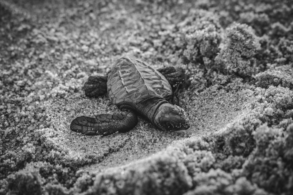 모래 위의 어린 거북이의 선택적 초점 사진