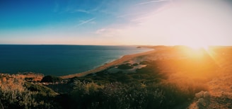 green trees beside sea during golden hour