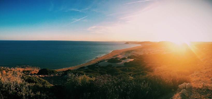 green trees beside sea during golden hour