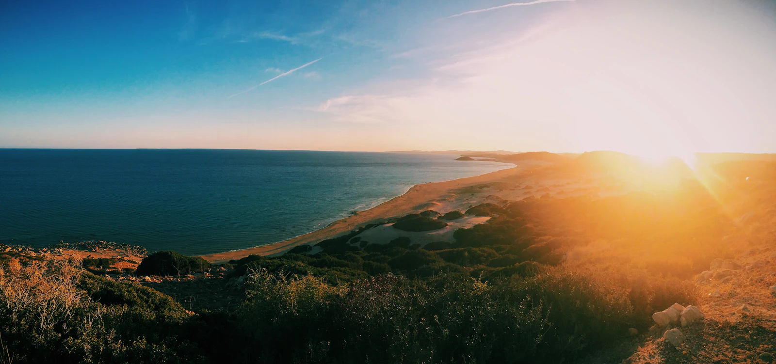 green trees beside sea during golden hour