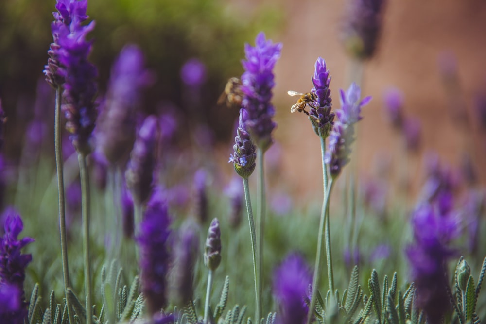 Photographie macro de fleurs violettes