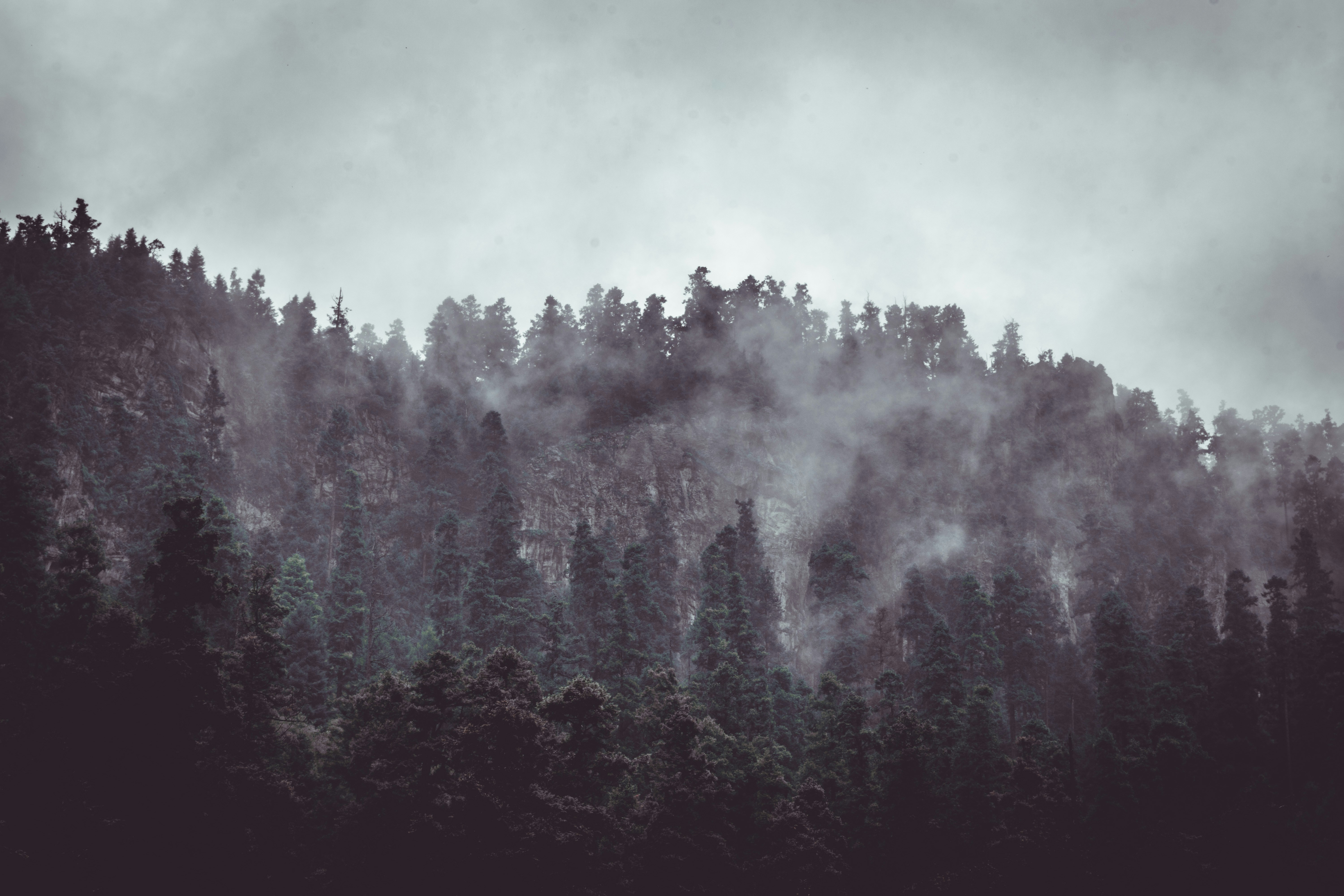 forest surrounded by fogs