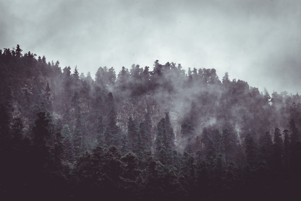 forest surrounded by fogs
