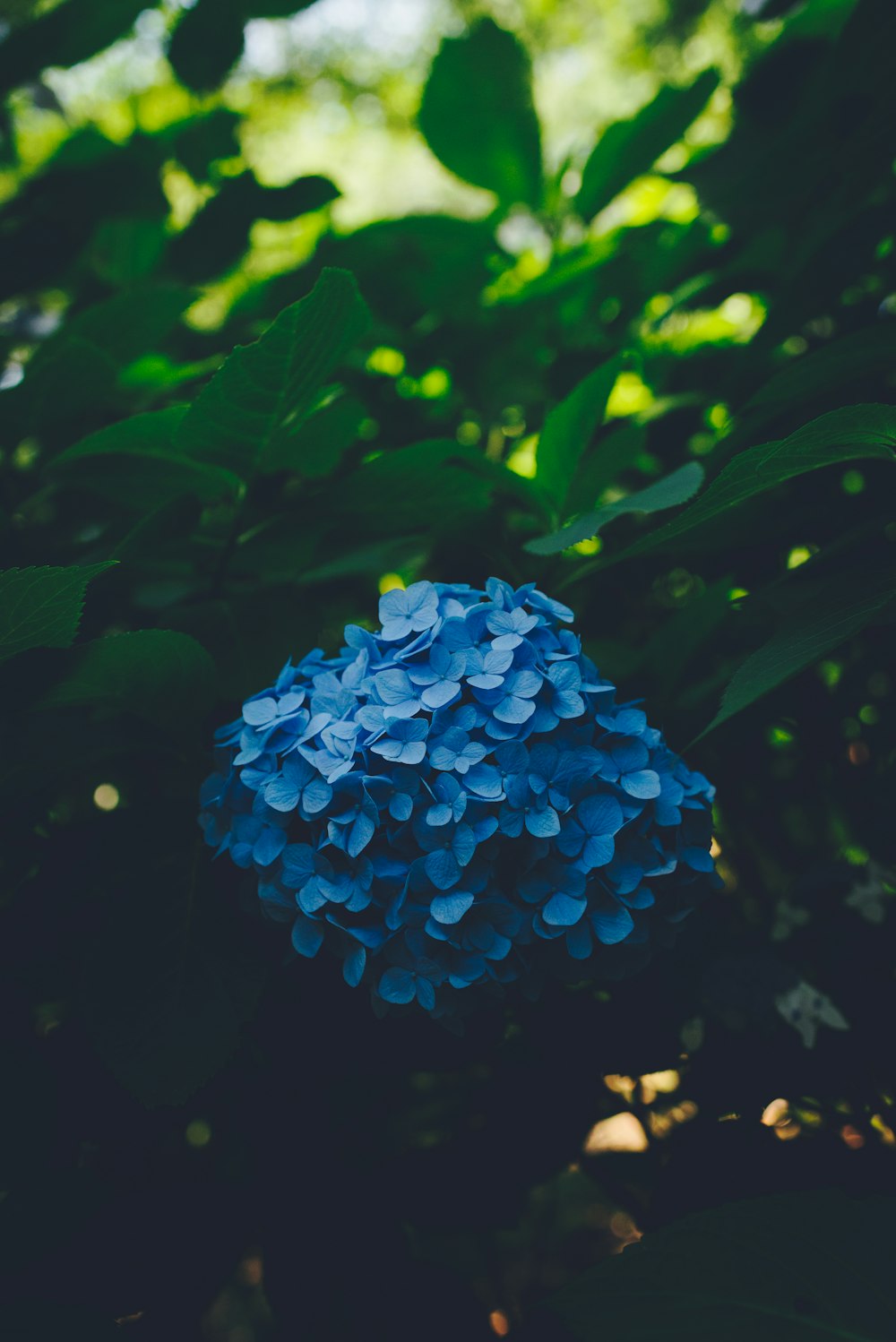 blue flowers surrounded of leafs