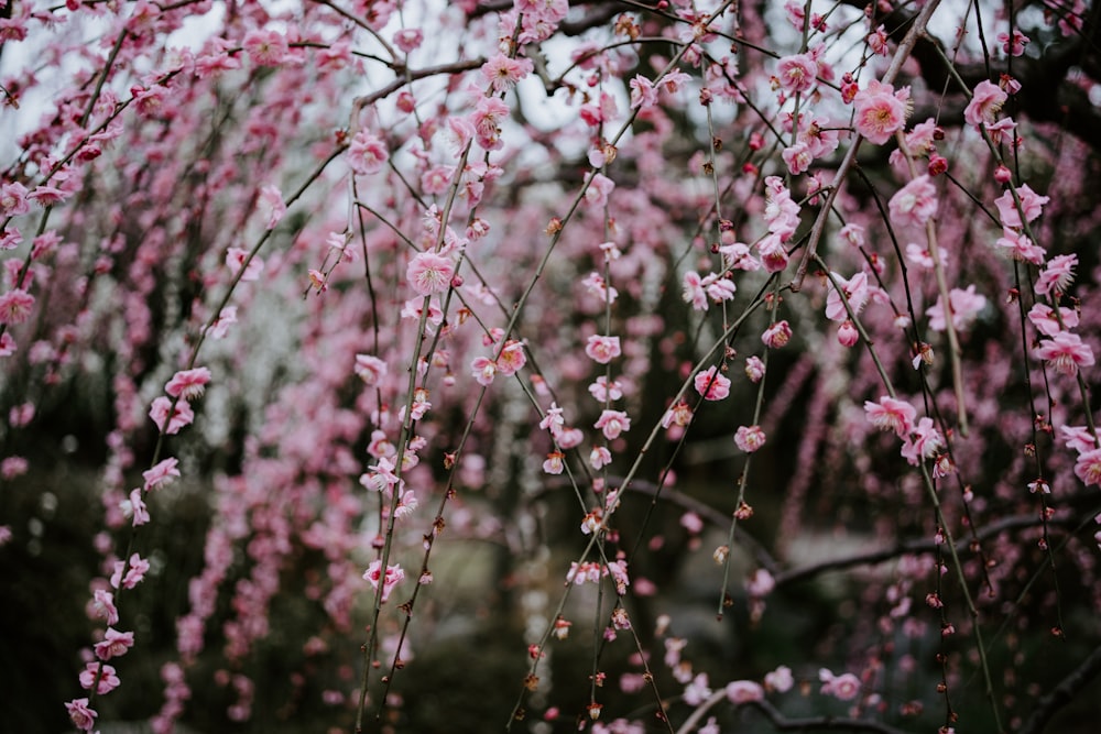 close-up photography of pink clustered flowers