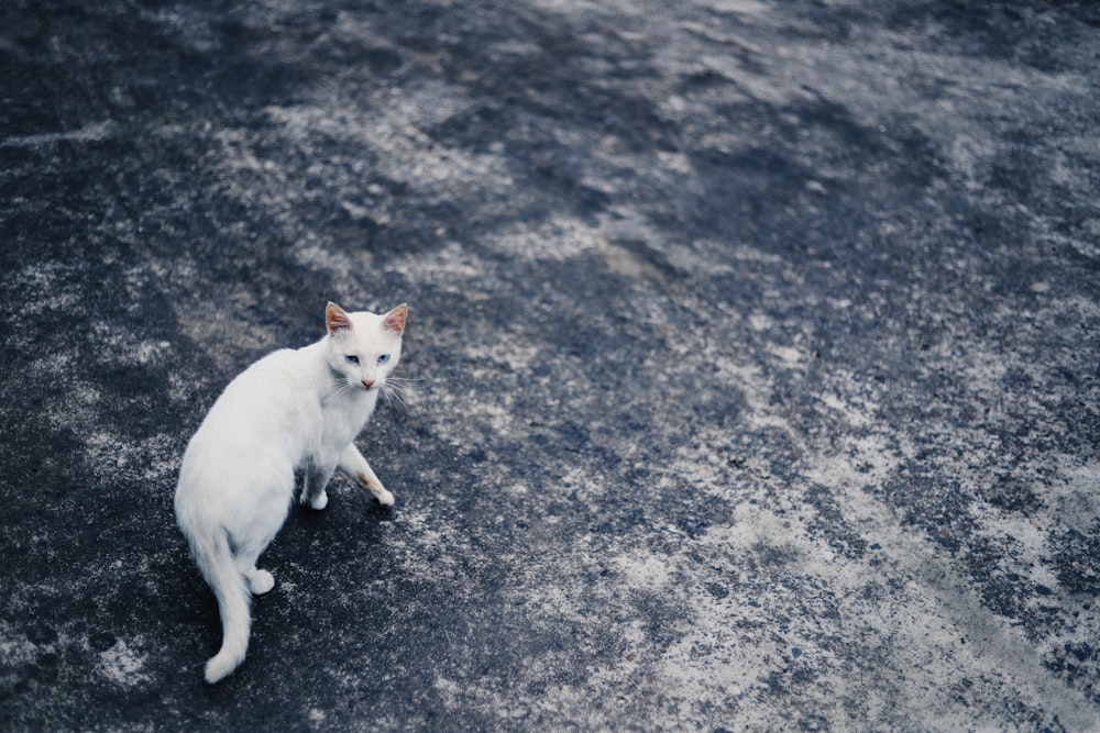 white can walking on gray surface