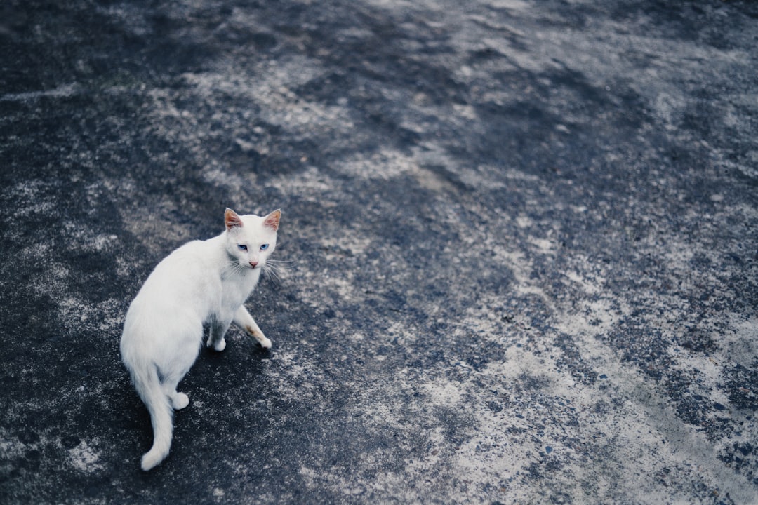 white can walking on gray surface