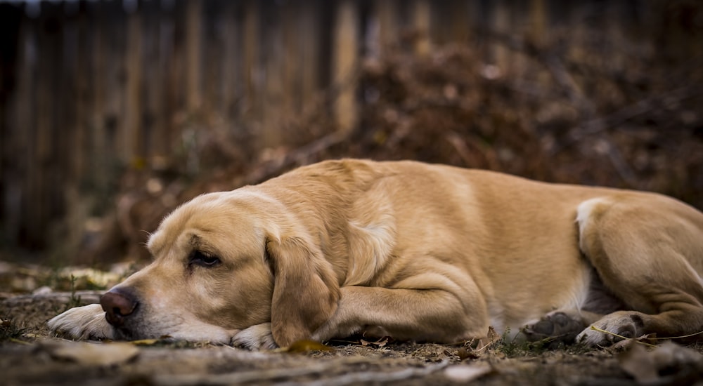 cane marrone chiaro a pelo corto sdraiato sul terreno