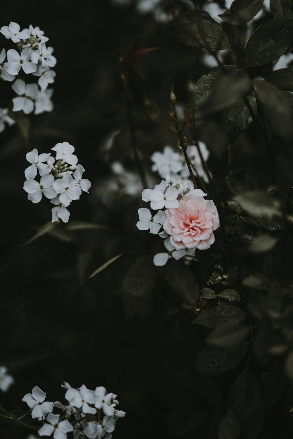 photo de mise au point sélective de fleurs blanches