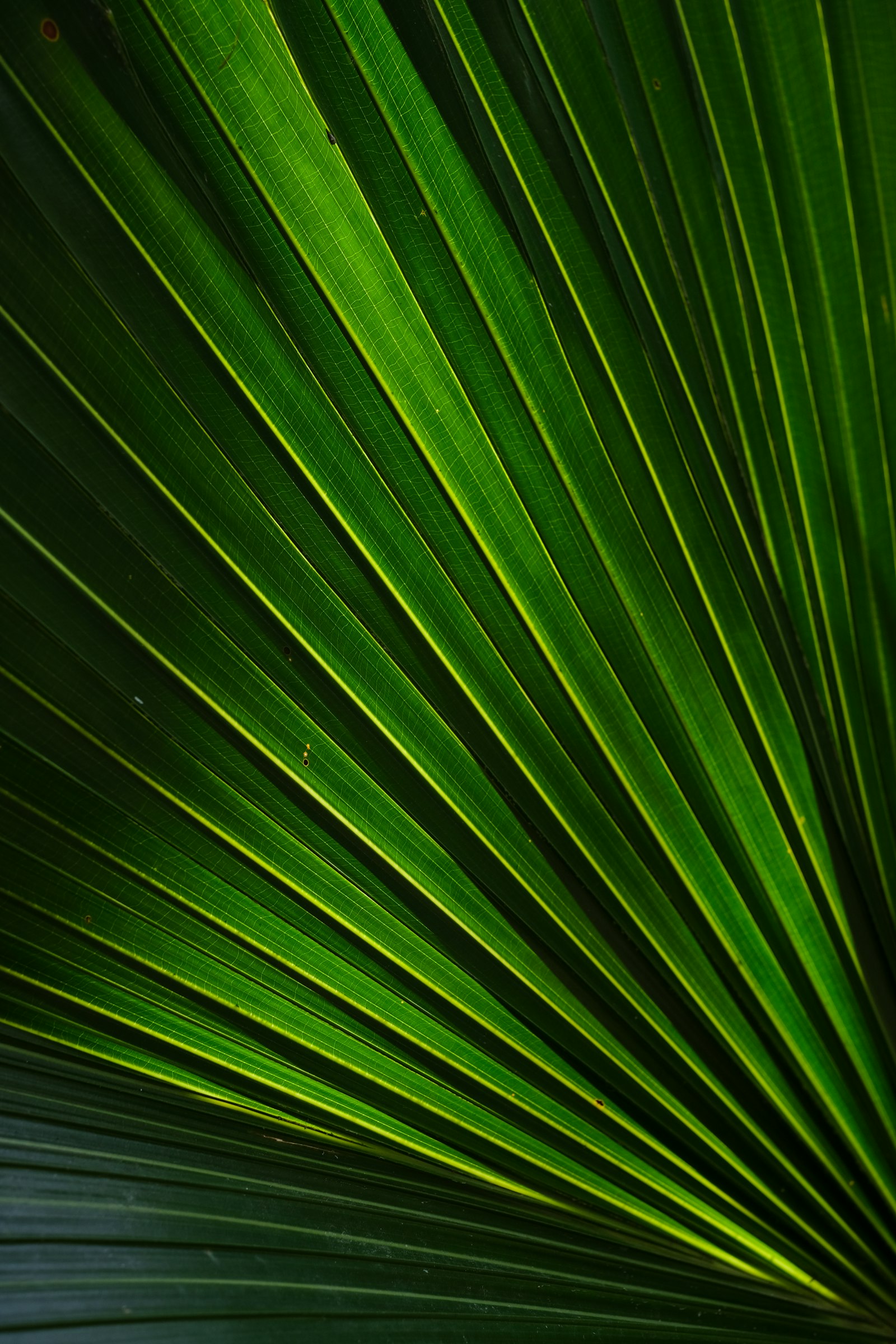 Fujifilm X-Pro2 sample photo. Green leafed plant art photography