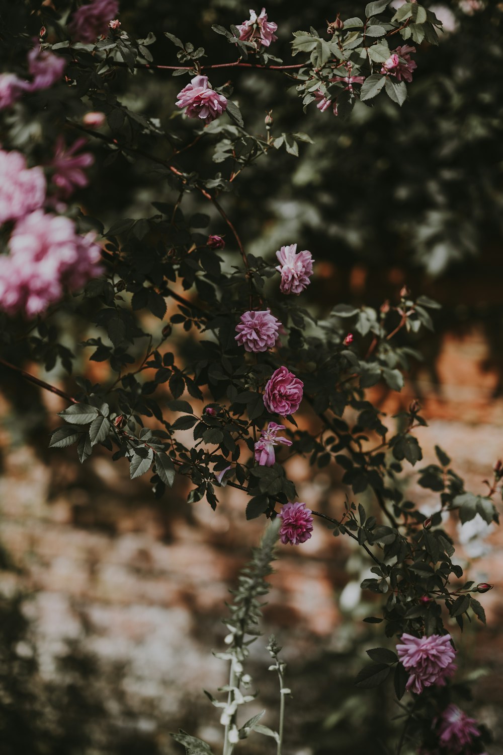 selective focus of rose flower