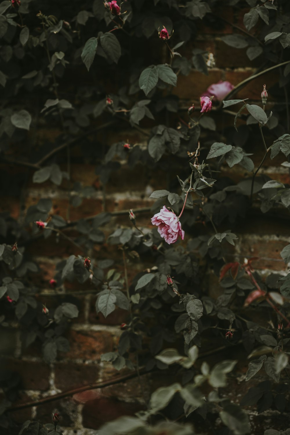 selective focus photo of rose flower