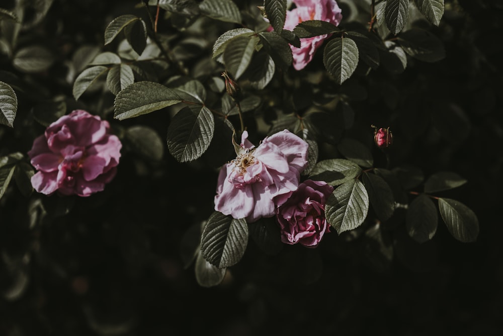 selective focus photography of purple petaled flower