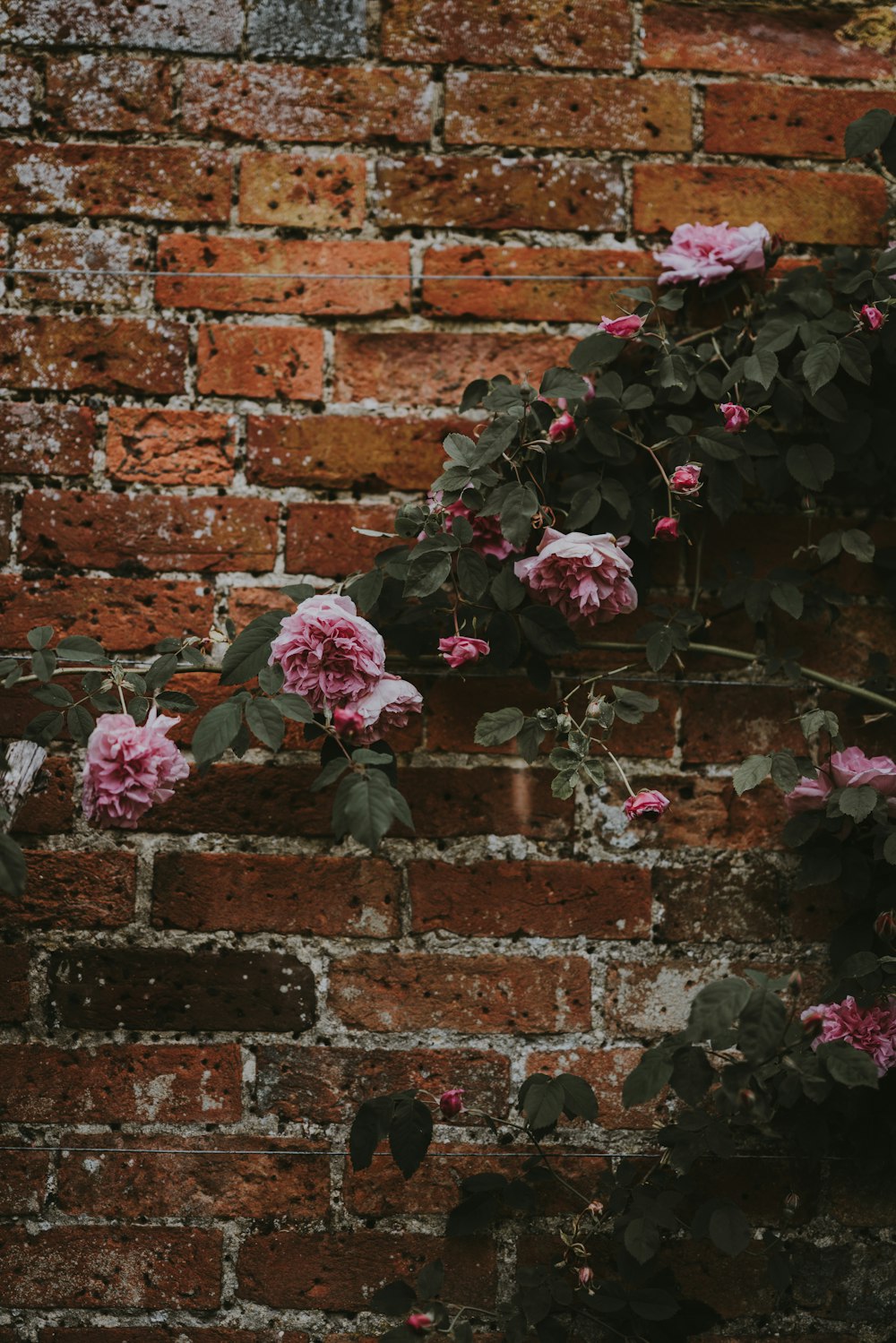 pink carnation flower plant