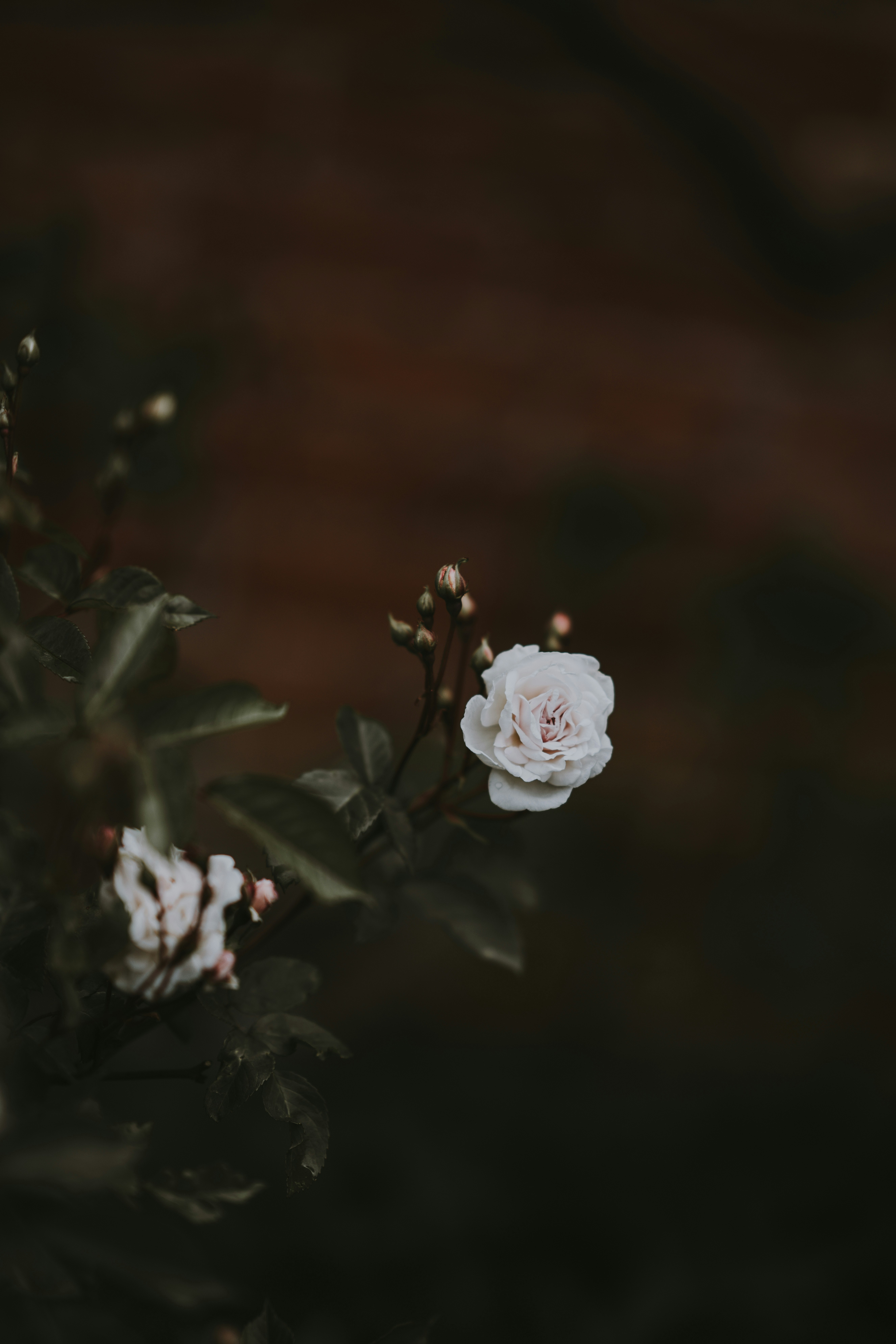 Photo by anniespratt