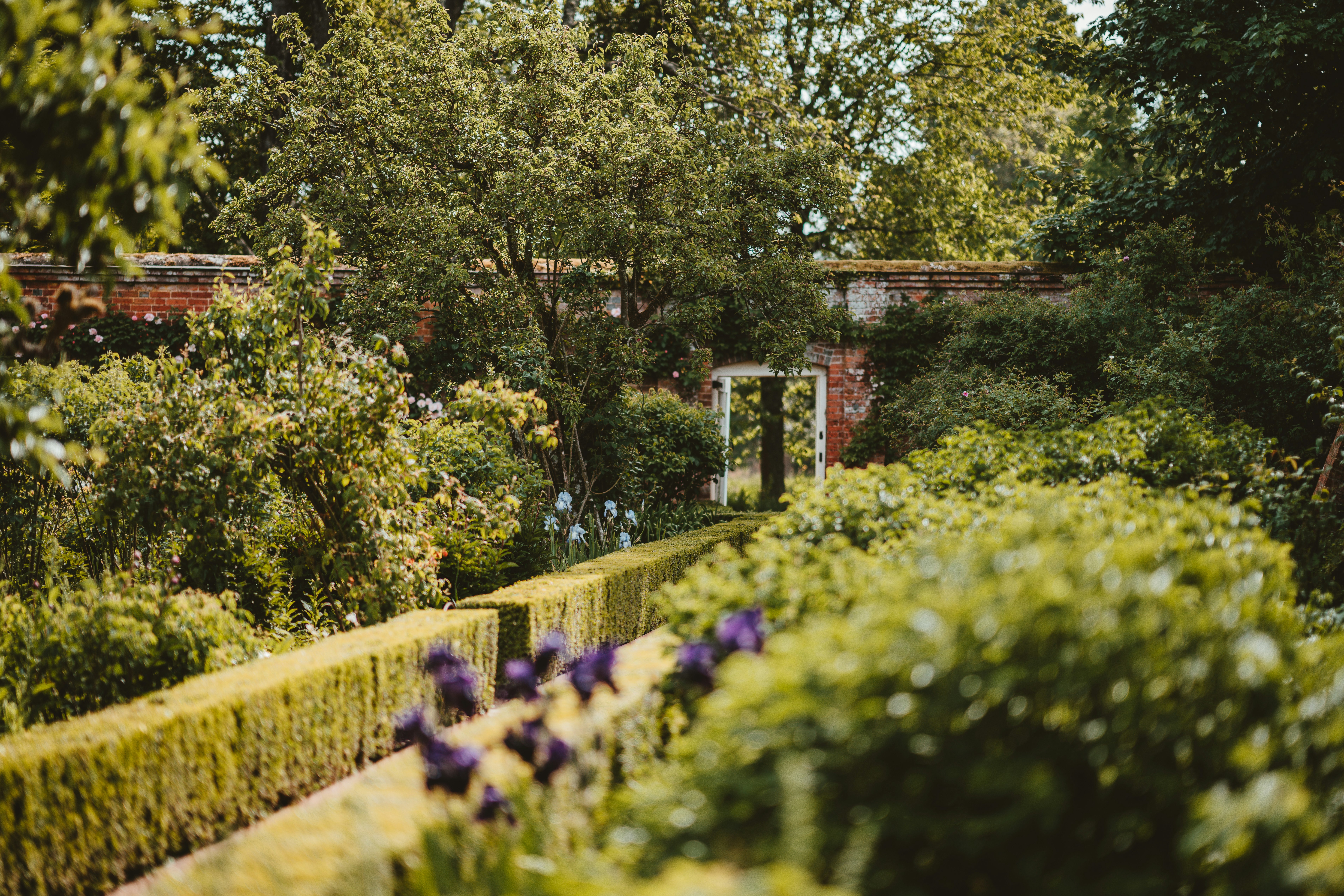 green leafed trees during daytime