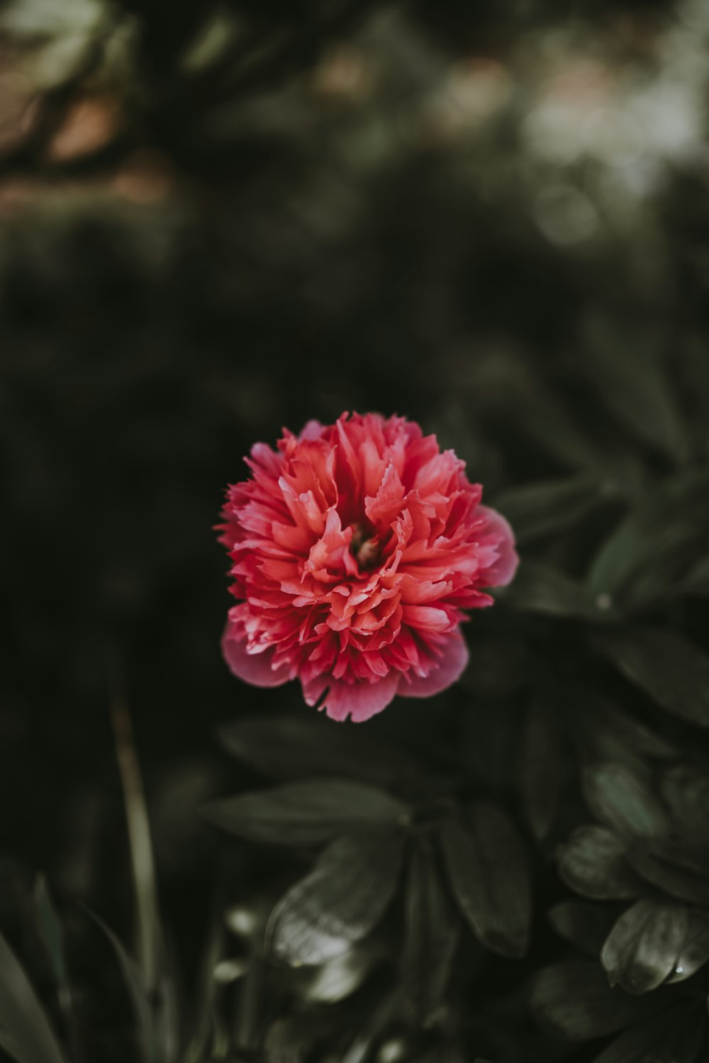 red and pink flower