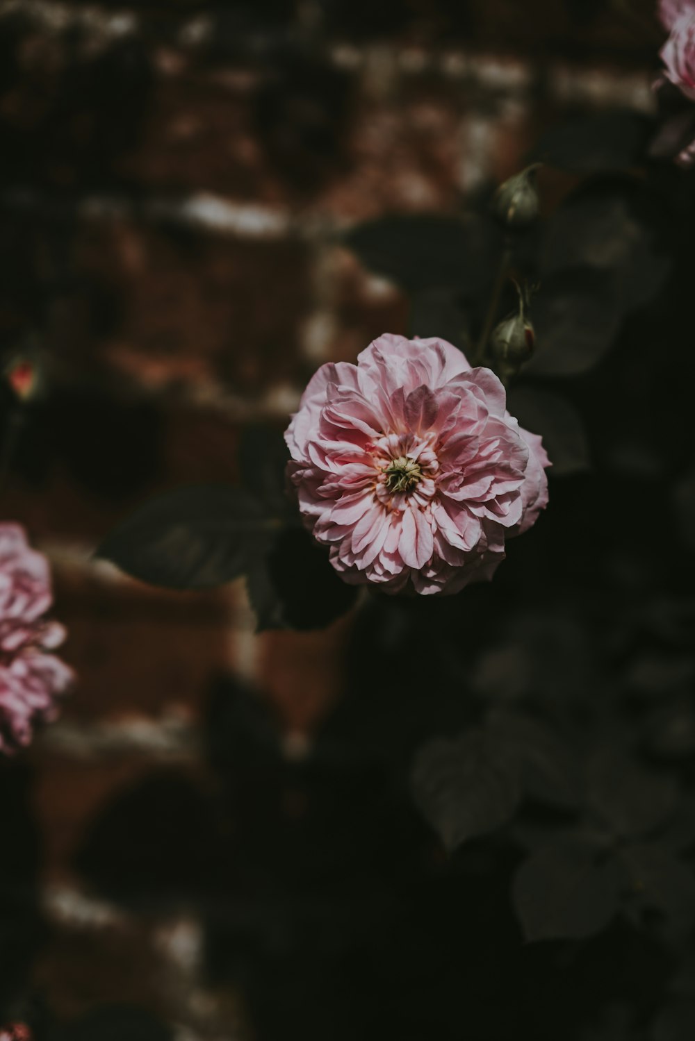 pink flowers