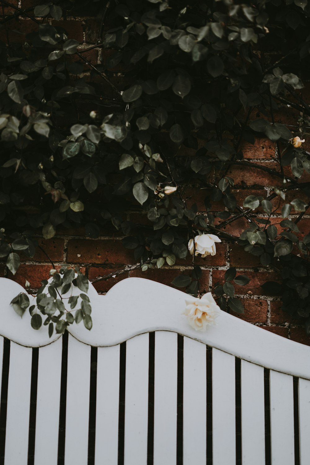 white petaled flower with green leaf on wall