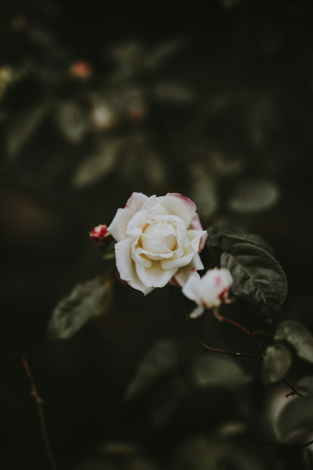 foto de foco seletivo de rosa branca