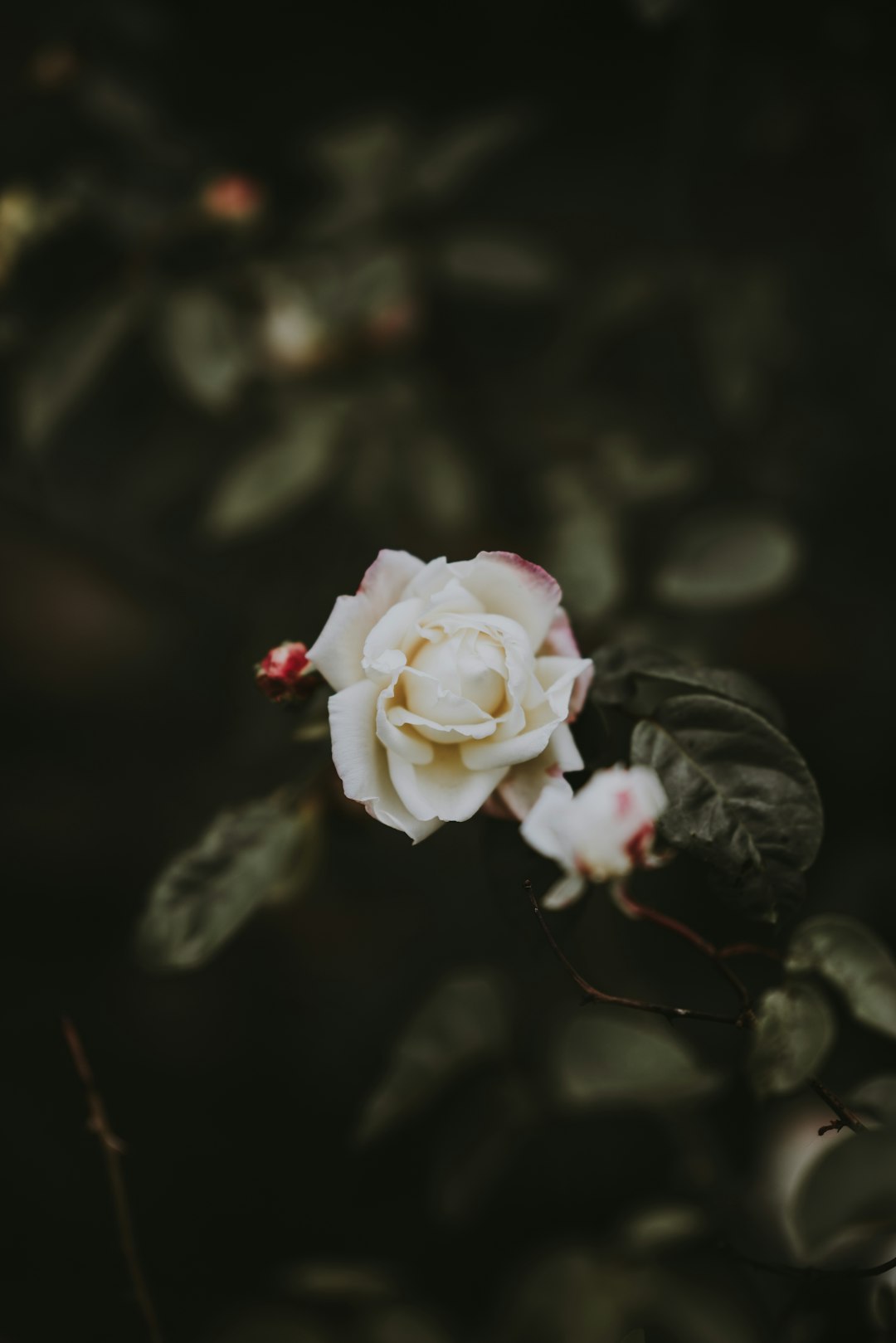 selective focus photo of white rose