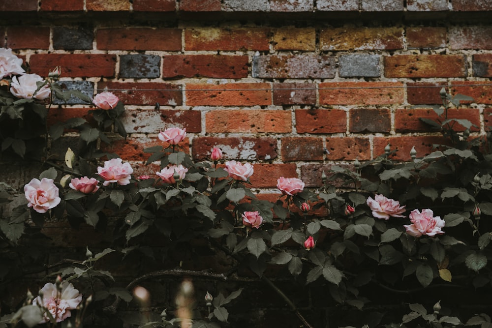 pink flowers beside brown concrete wall