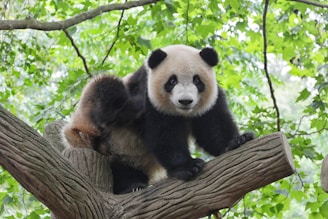 panda on tree