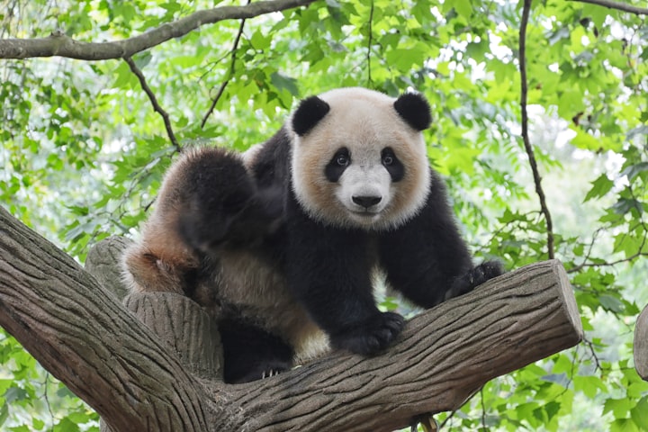 charming panda