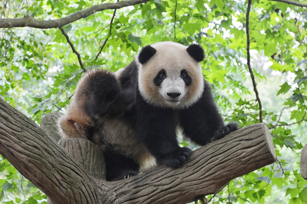 panda on tree
