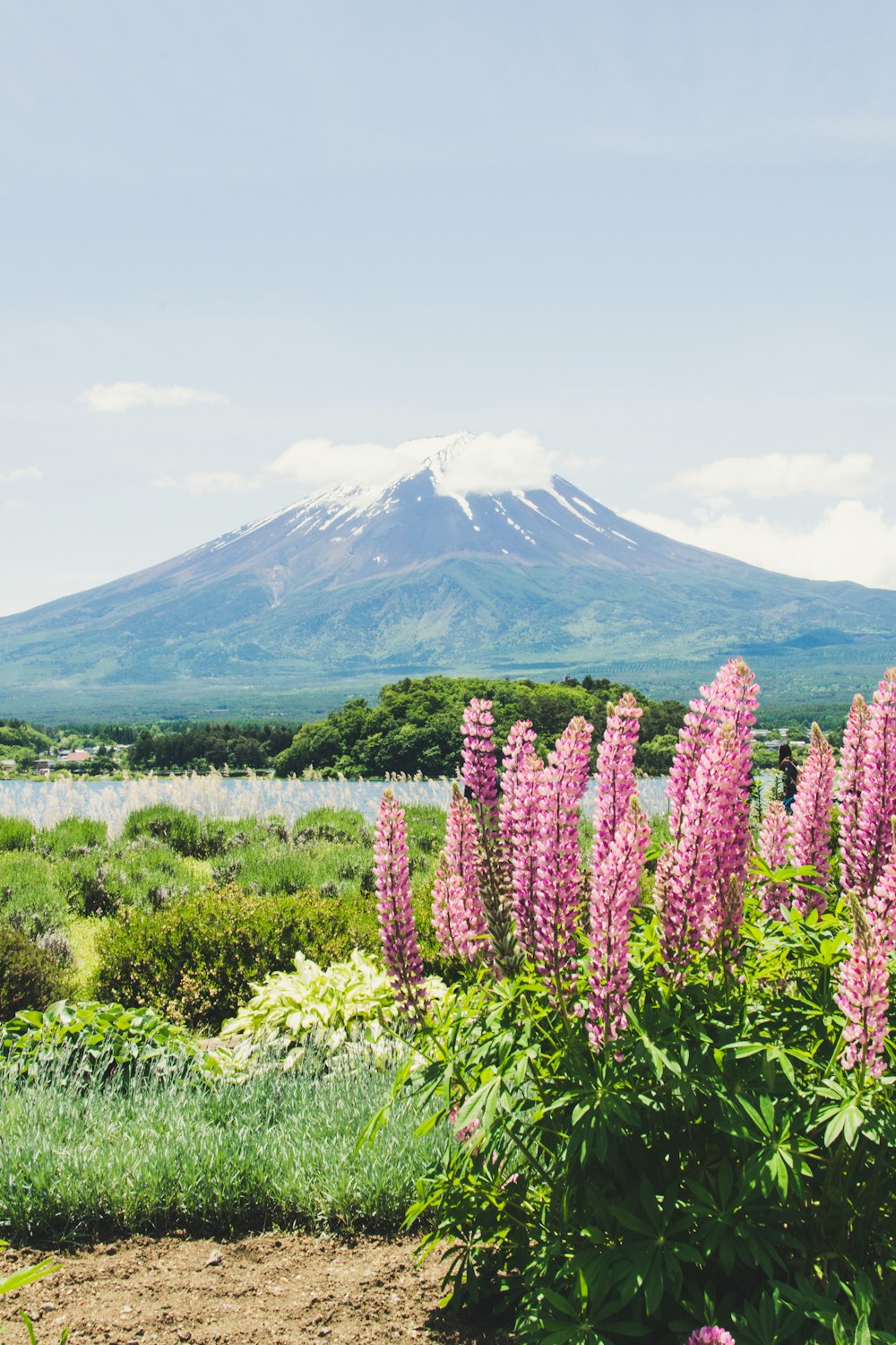 green leafed plant with pink flowers surrounded by bush near body of water