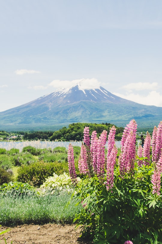 green leafed plant with pink flowers surrounded by bush near body of water in Oishi Park Japan